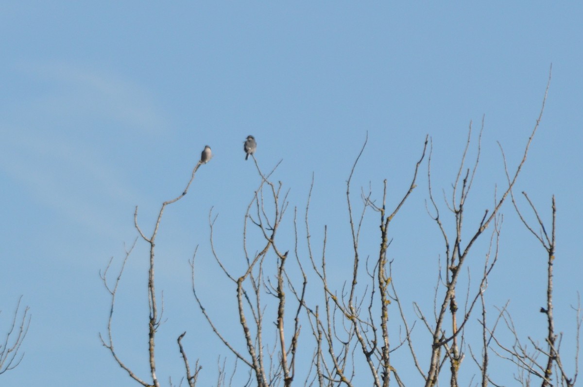 İberya Örümcekkuşu - ML645941666