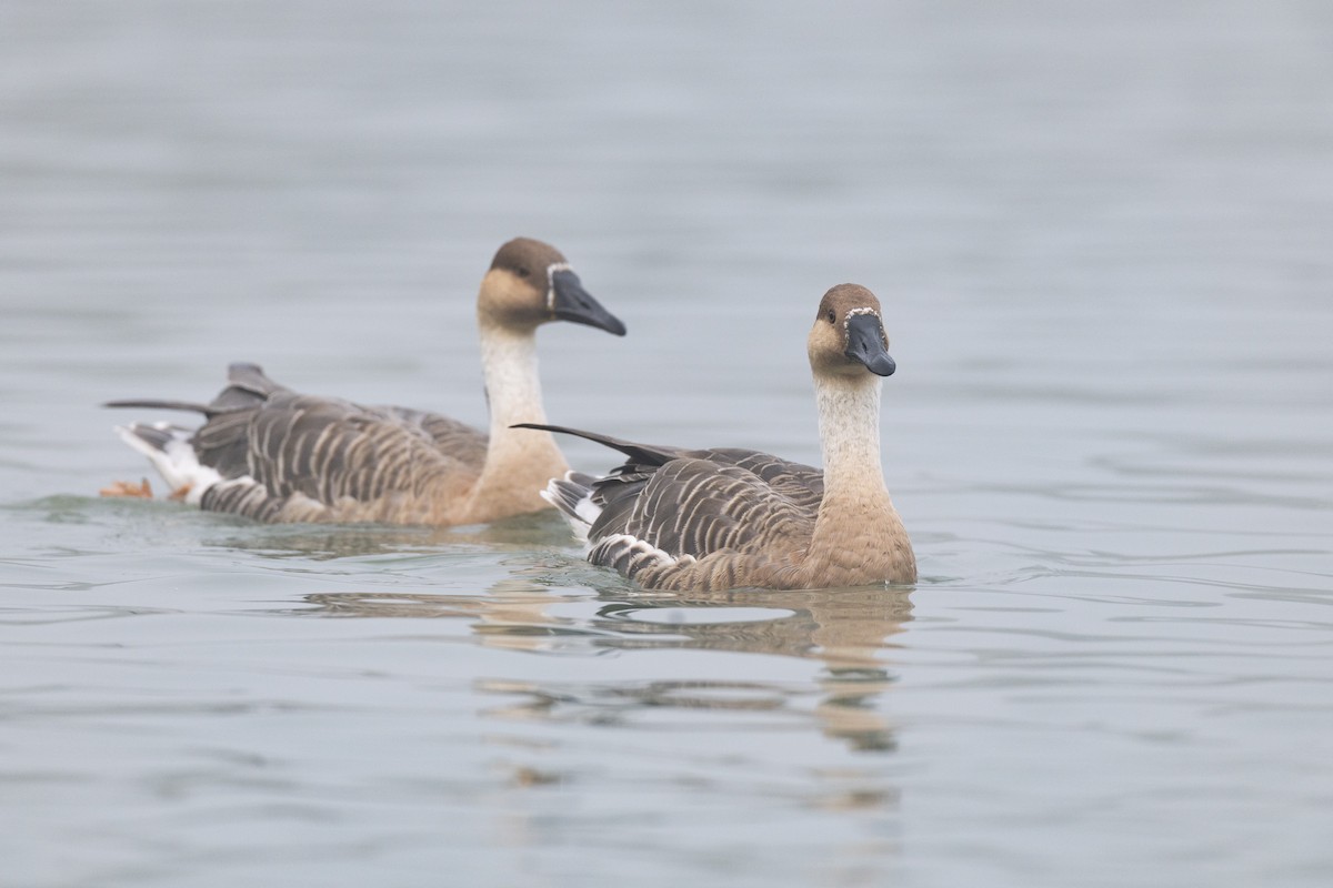 Гуска китайська - ML645941668