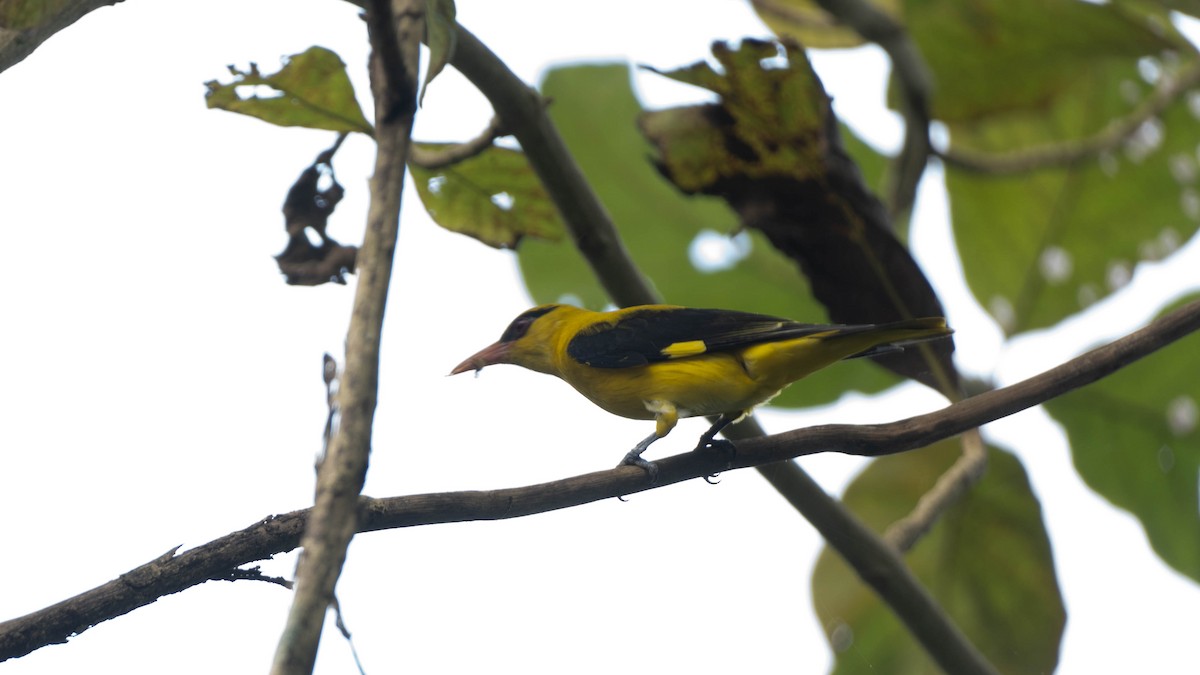 Indian Golden Oriole - ML645941669