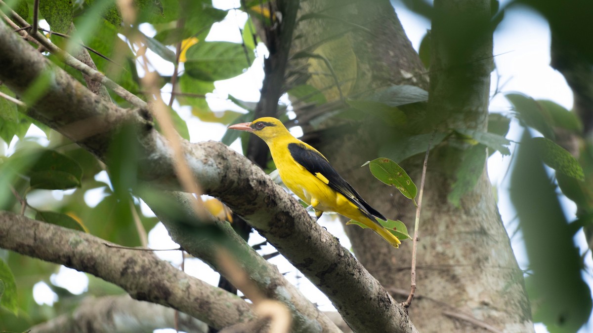Indian Golden Oriole - ML645941670