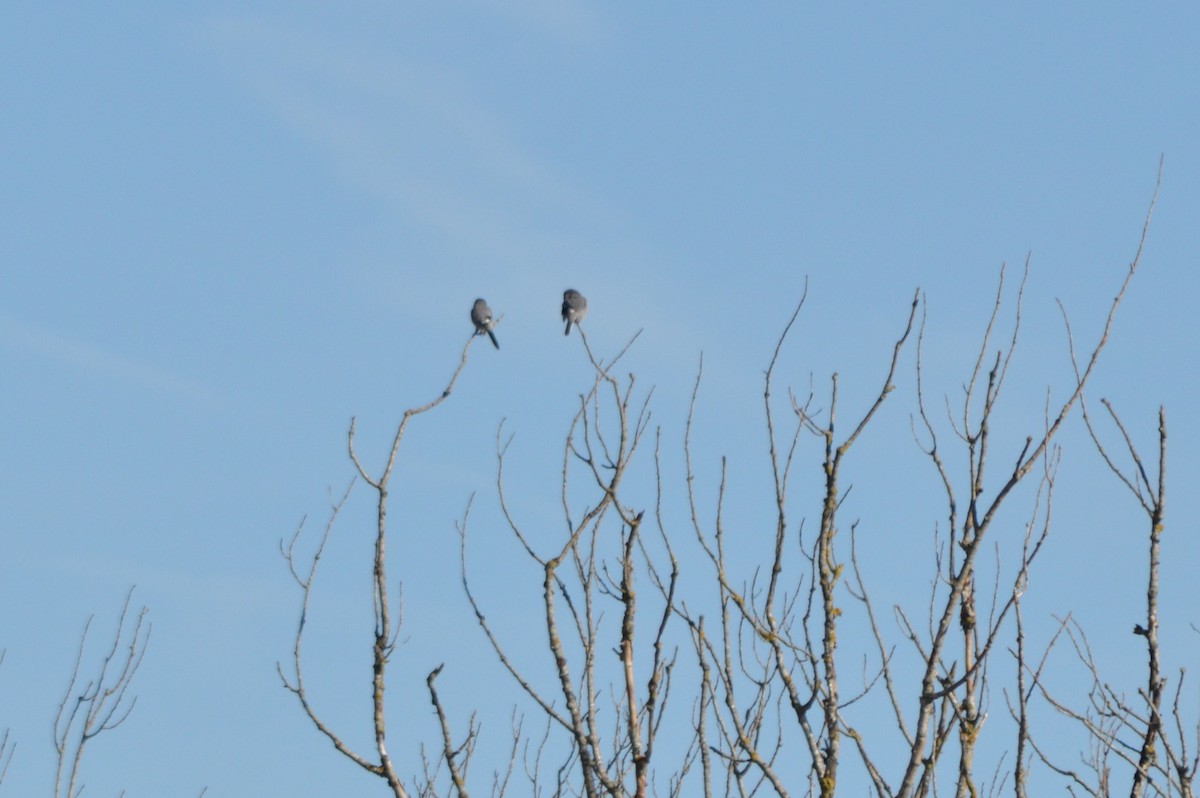 İberya Örümcekkuşu - ML645941678