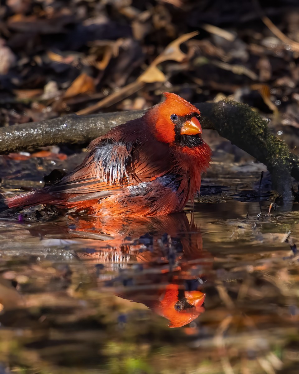 Northern Cardinal - ML645941682