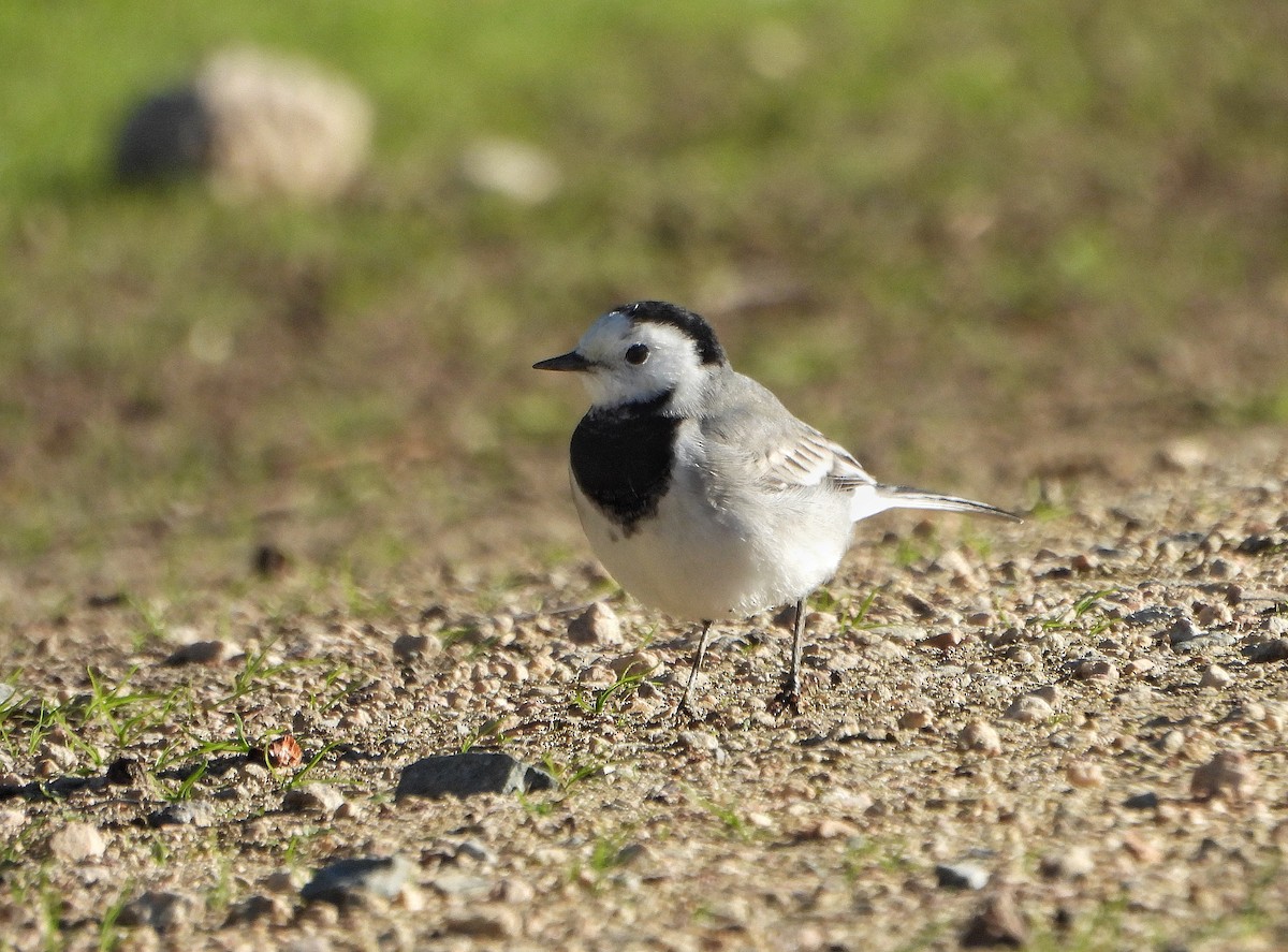 White Wagtail - ML645941685