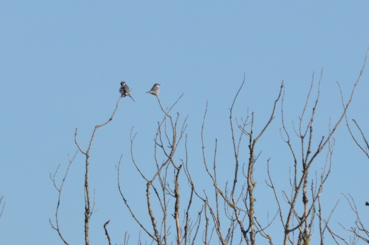 İberya Örümcekkuşu - ML645941692