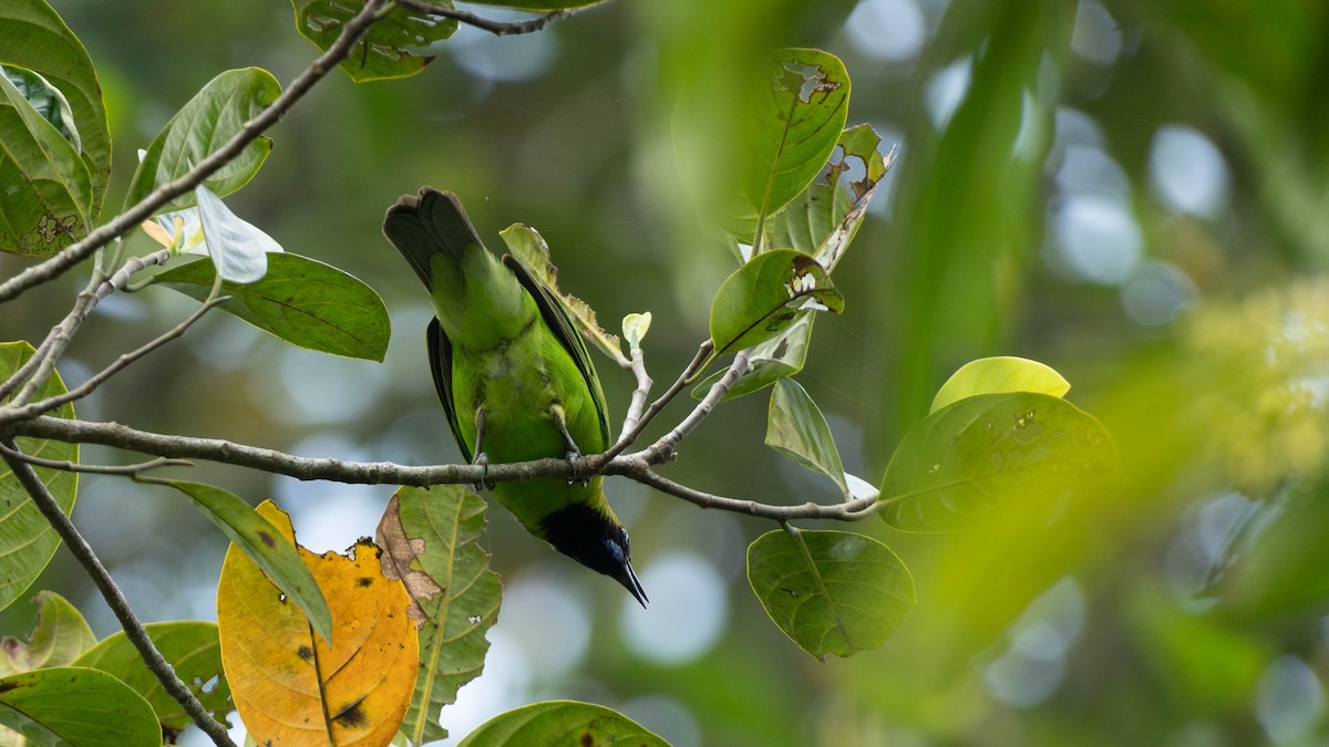 Golden-fronted Leafbird - ML645941702