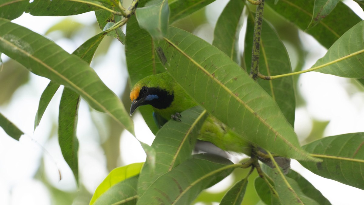 Golden-fronted Leafbird - ML645941703