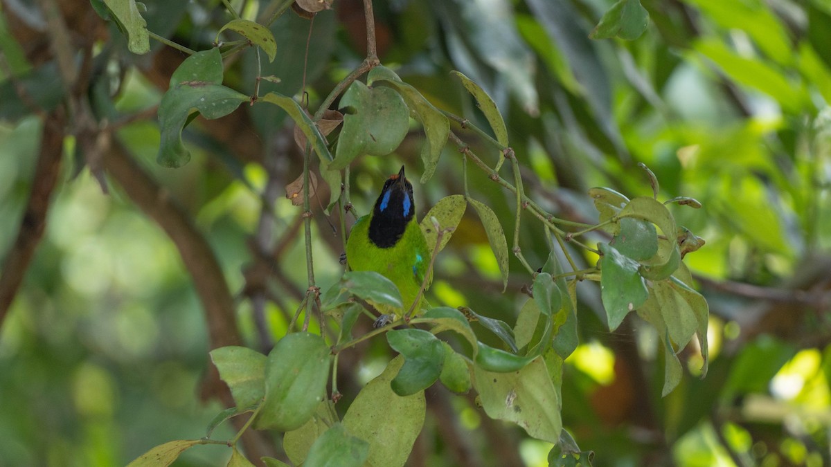 Golden-fronted Leafbird - ML645941704