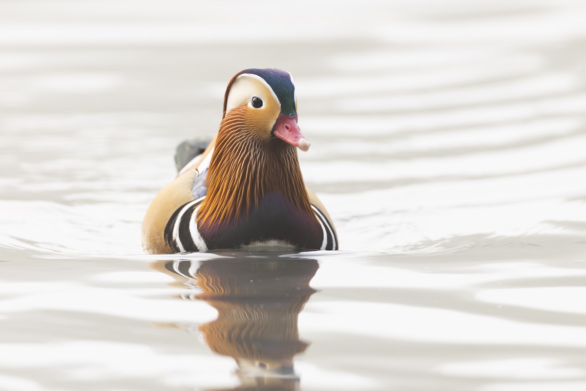 Mandarin Ördeği - ML645941709