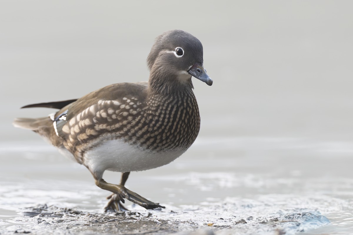 Mandarin Ördeği - ML645941712