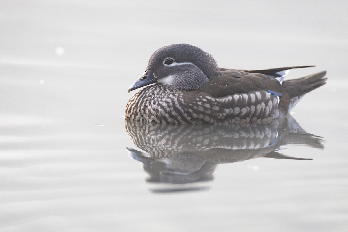 Mandarin Ördeği - ML645941713