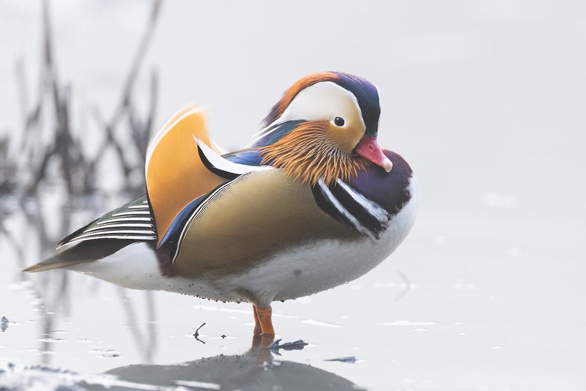 Mandarin Ördeği - ML645941715