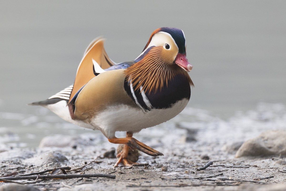 Mandarin Ördeği - ML645941716