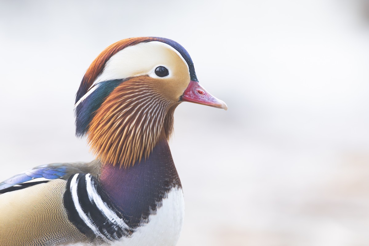 Mandarin Ördeği - ML645941717