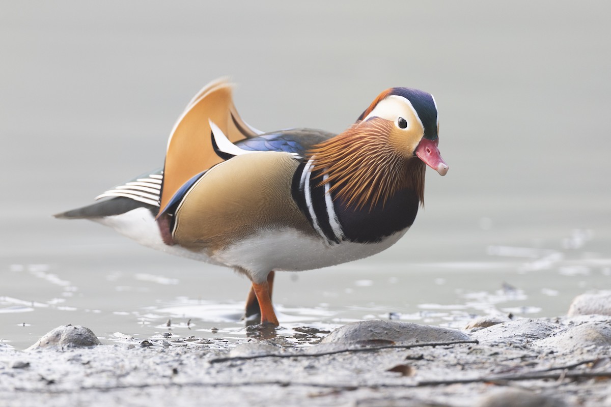 Mandarin Ördeği - ML645941718