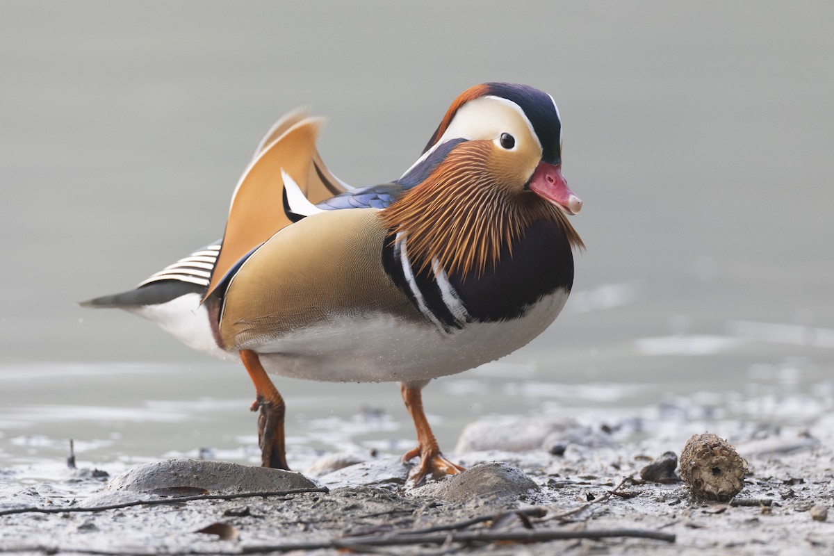 Mandarin Ördeği - ML645941719