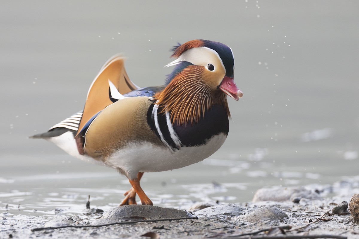 Mandarin Ördeği - ML645941720