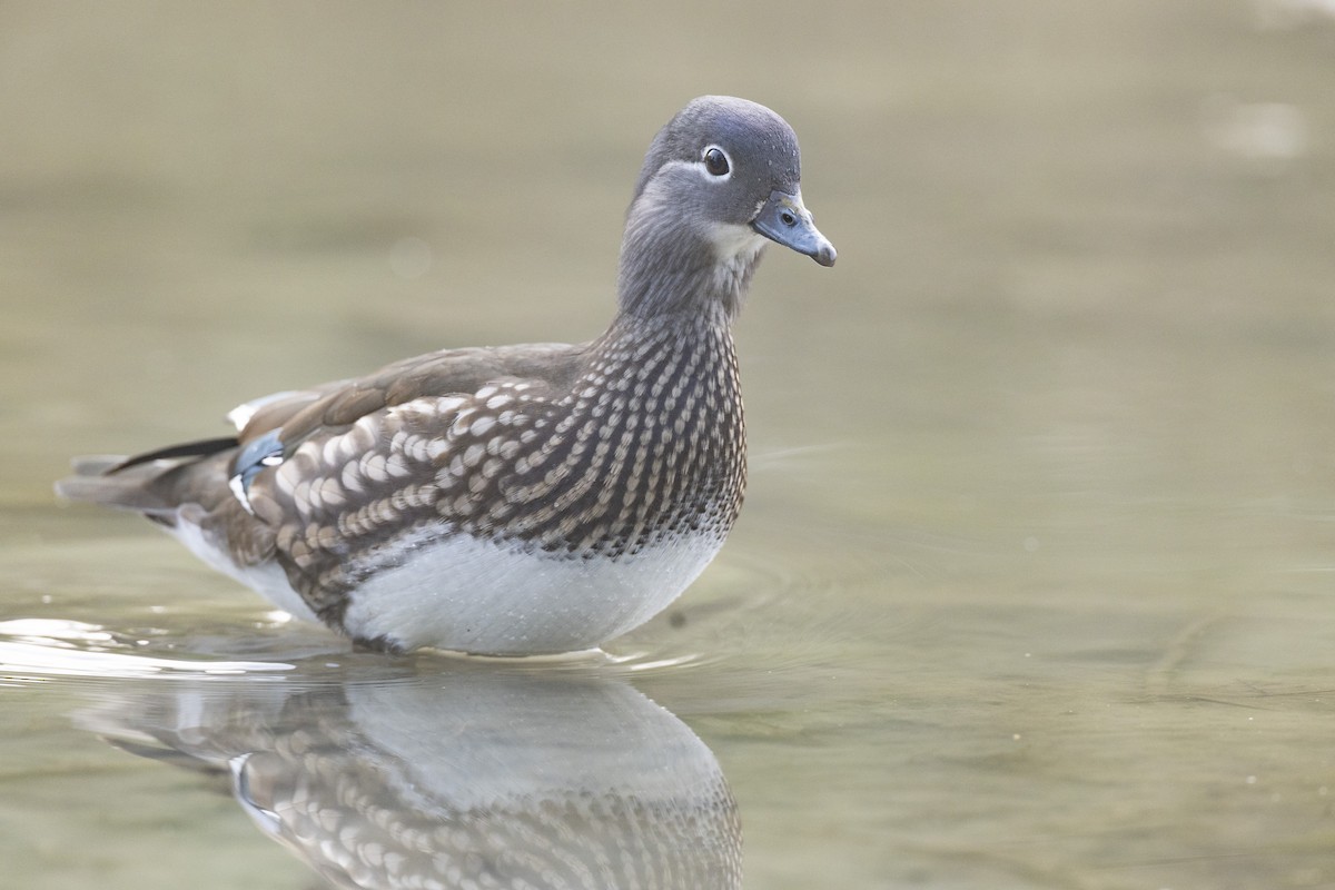 Mandarin Ördeği - ML645941721