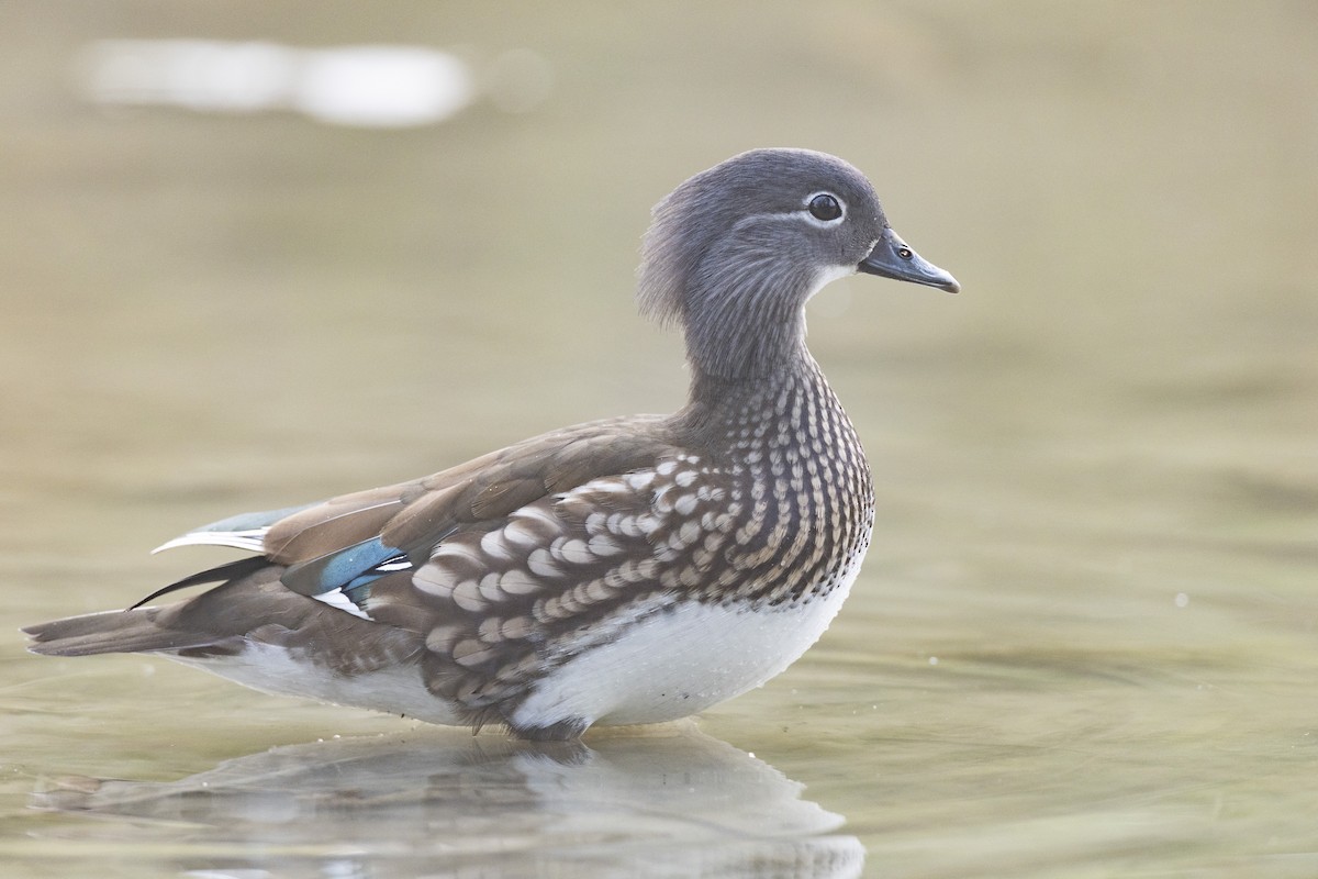 Mandarin Ördeği - ML645941722