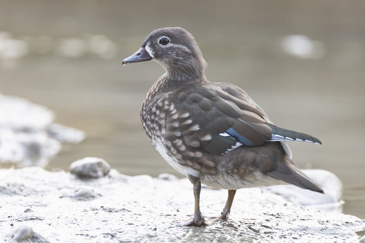 Mandarin Ördeği - ML645941723