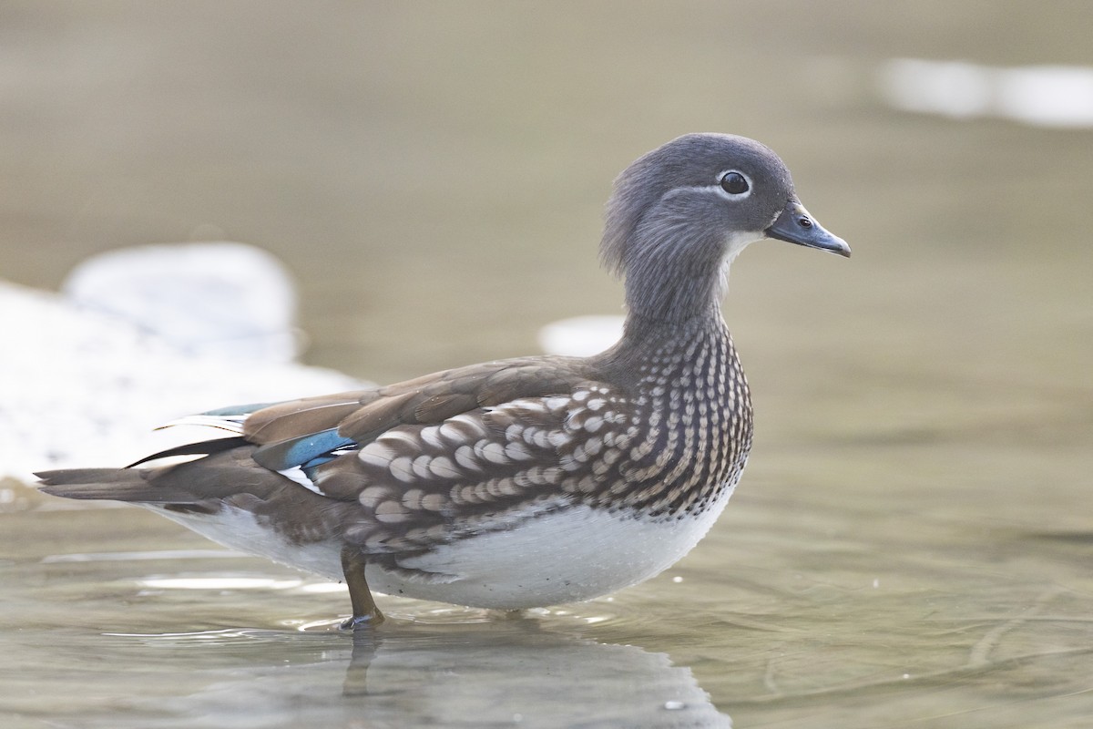 Mandarin Ördeği - ML645941724