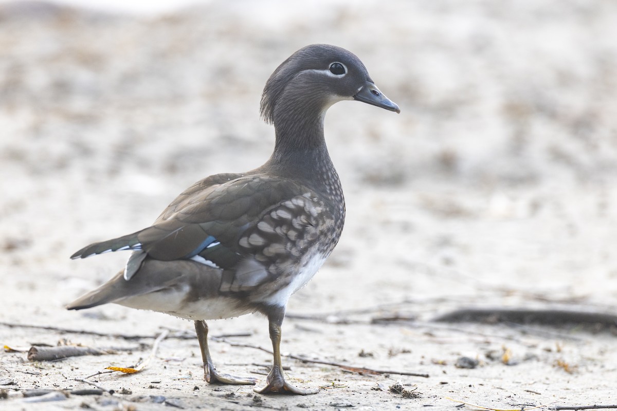 Mandarin Ördeği - ML645941725