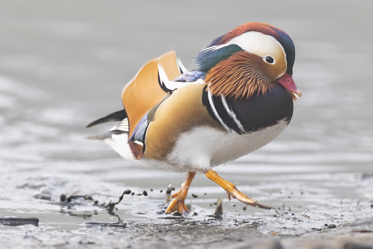 Mandarin Ördeği - ML645941726