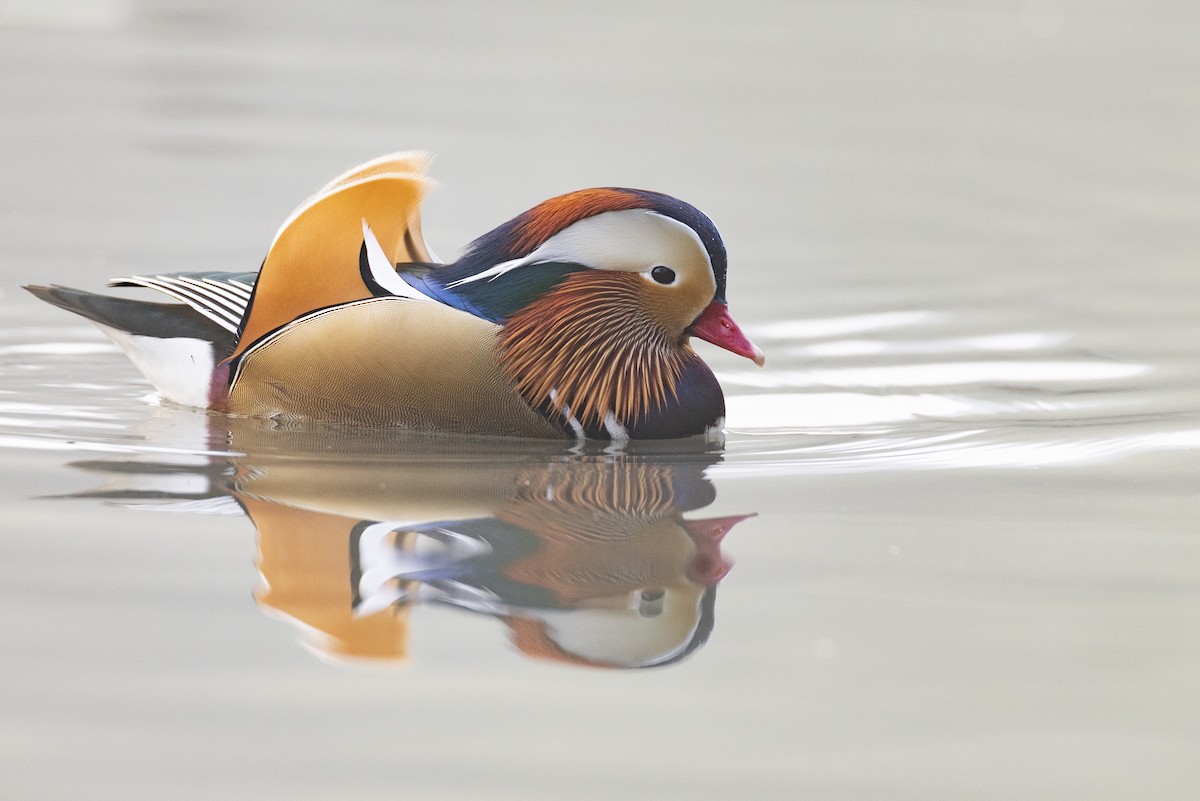 Mandarin Ördeği - ML645941727