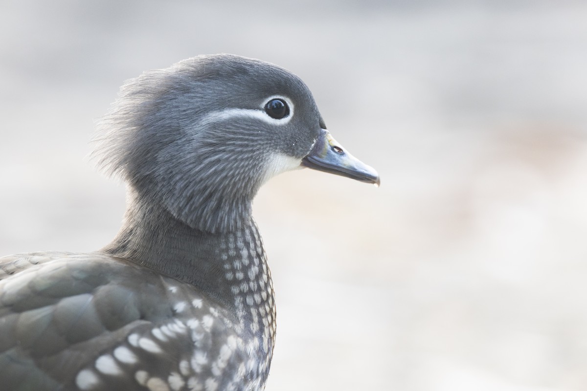 Mandarin Ördeği - ML645941728