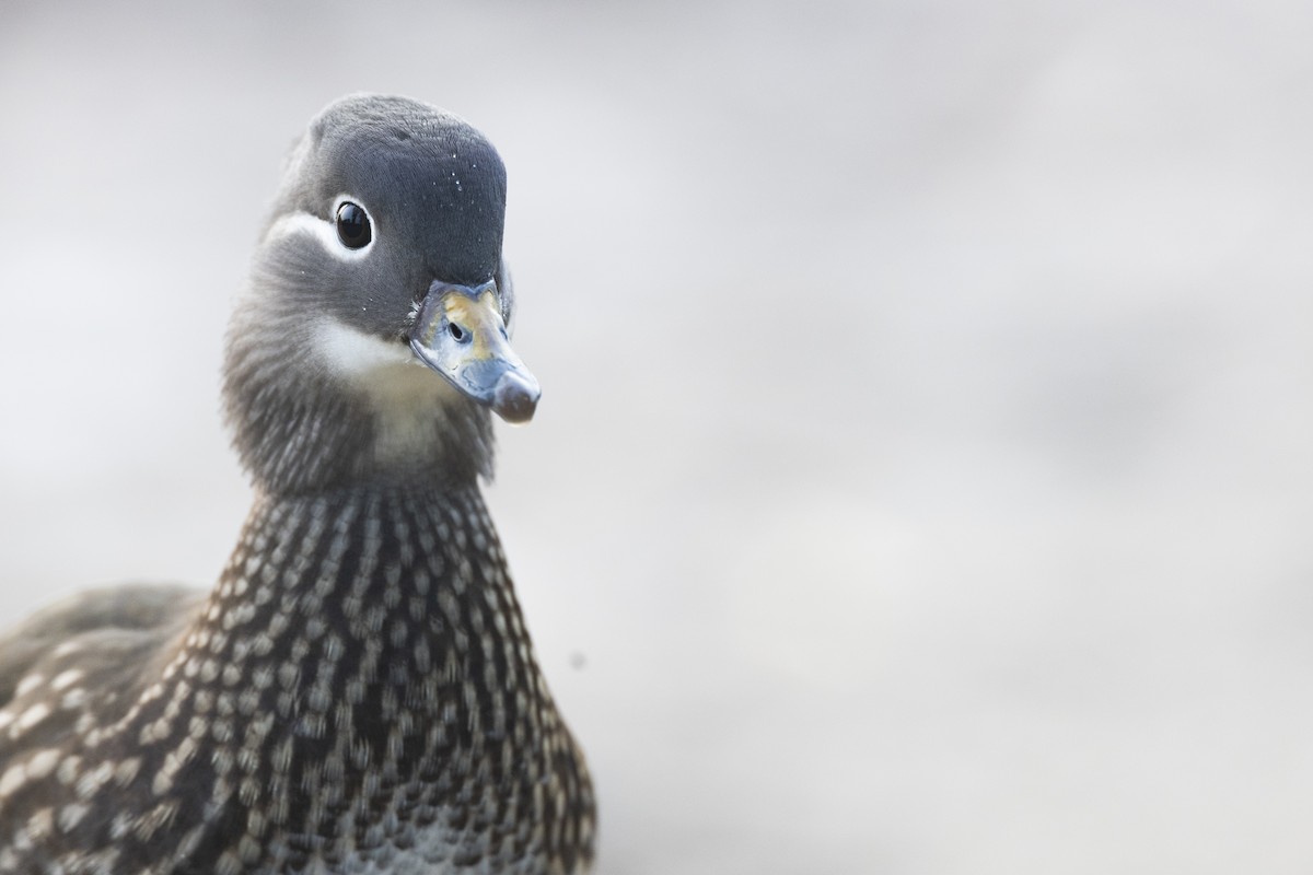 Mandarin Ördeği - ML645941729