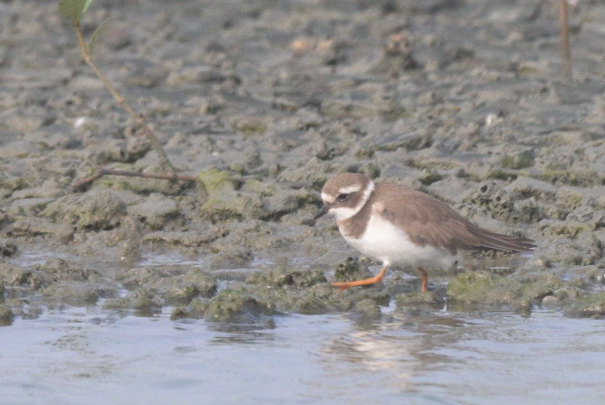 Common Ringed Plover - ML645941735