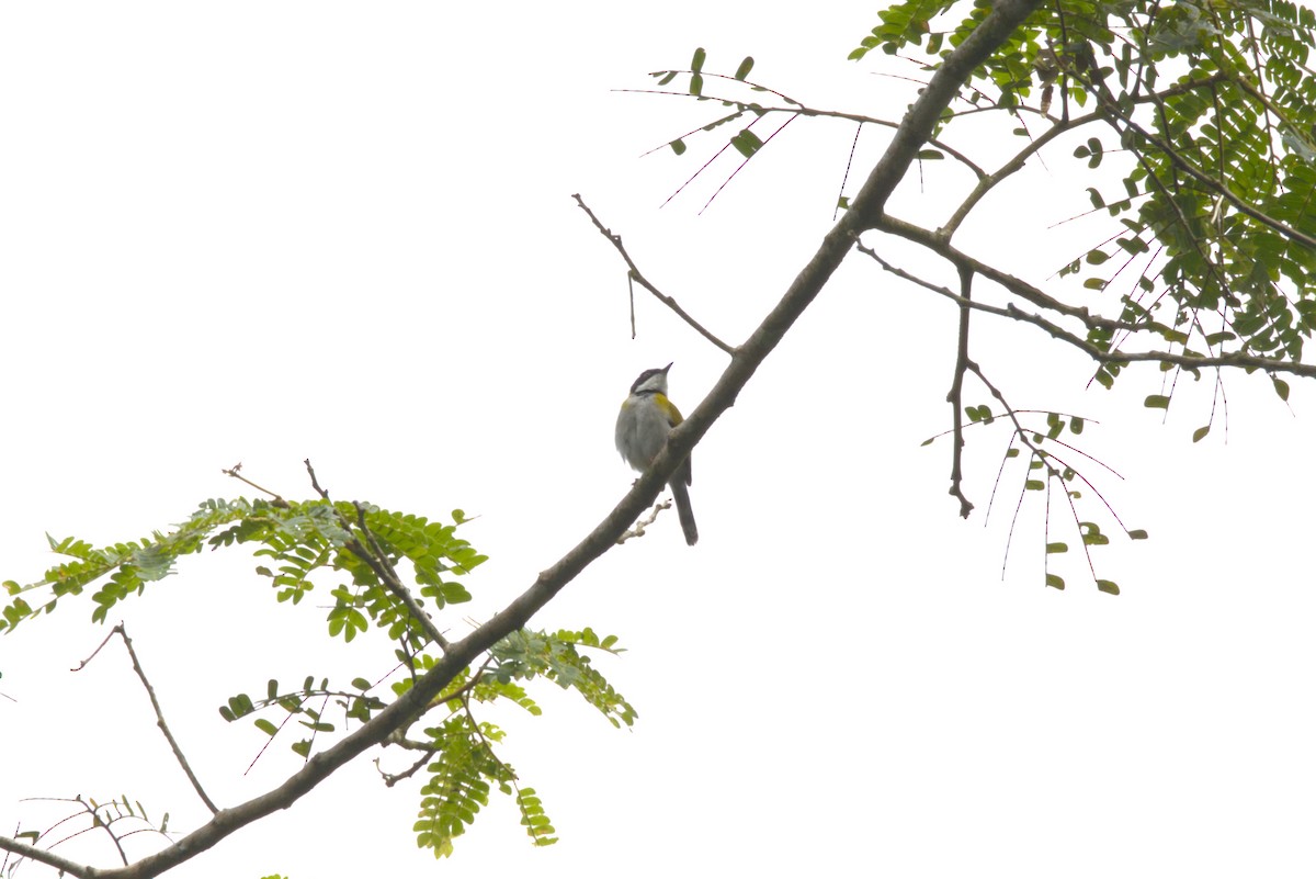 Apalis Capirotado (nigriceps) - ML645941757