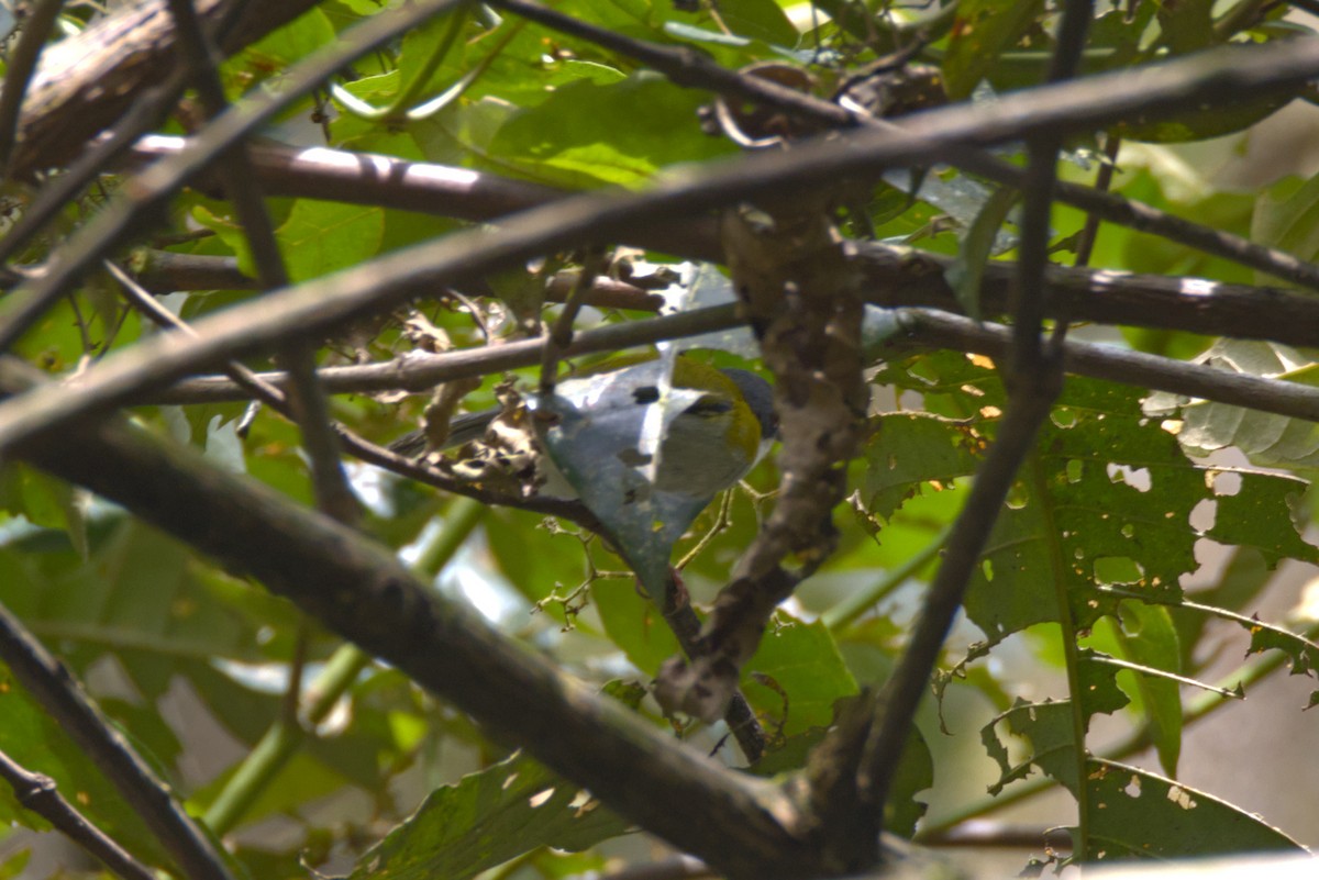 Apalis Capirotado (nigriceps) - ML645941758