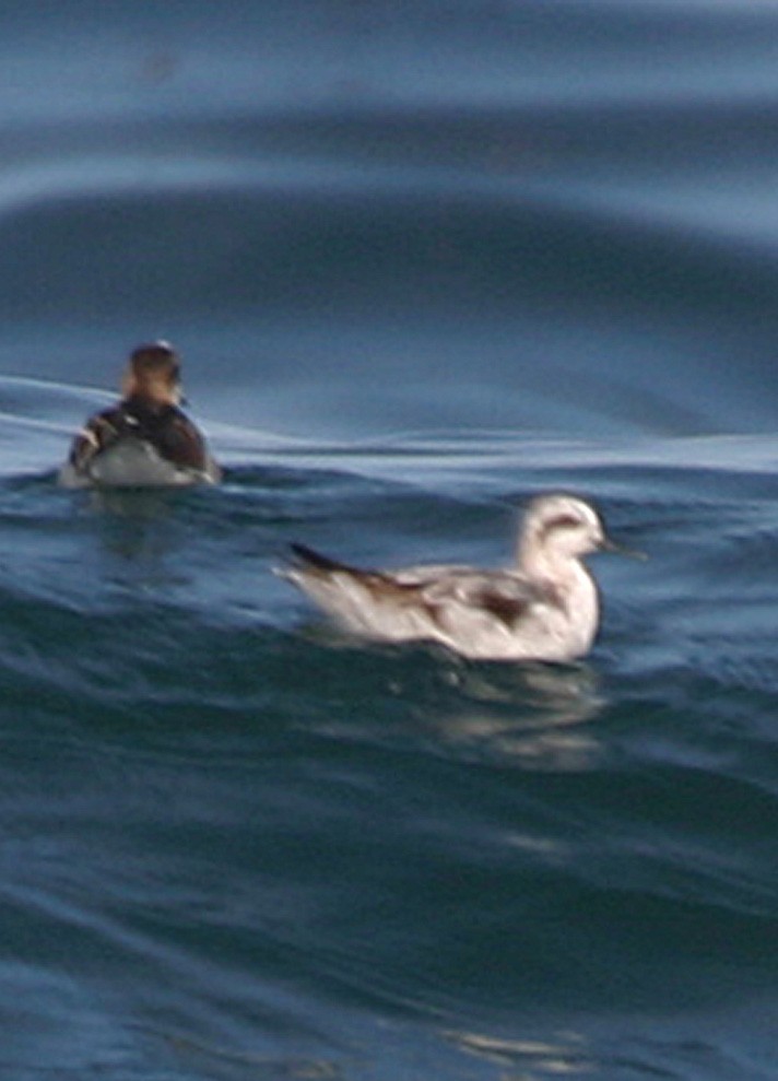 Red-necked Phalarope - ML645941762
