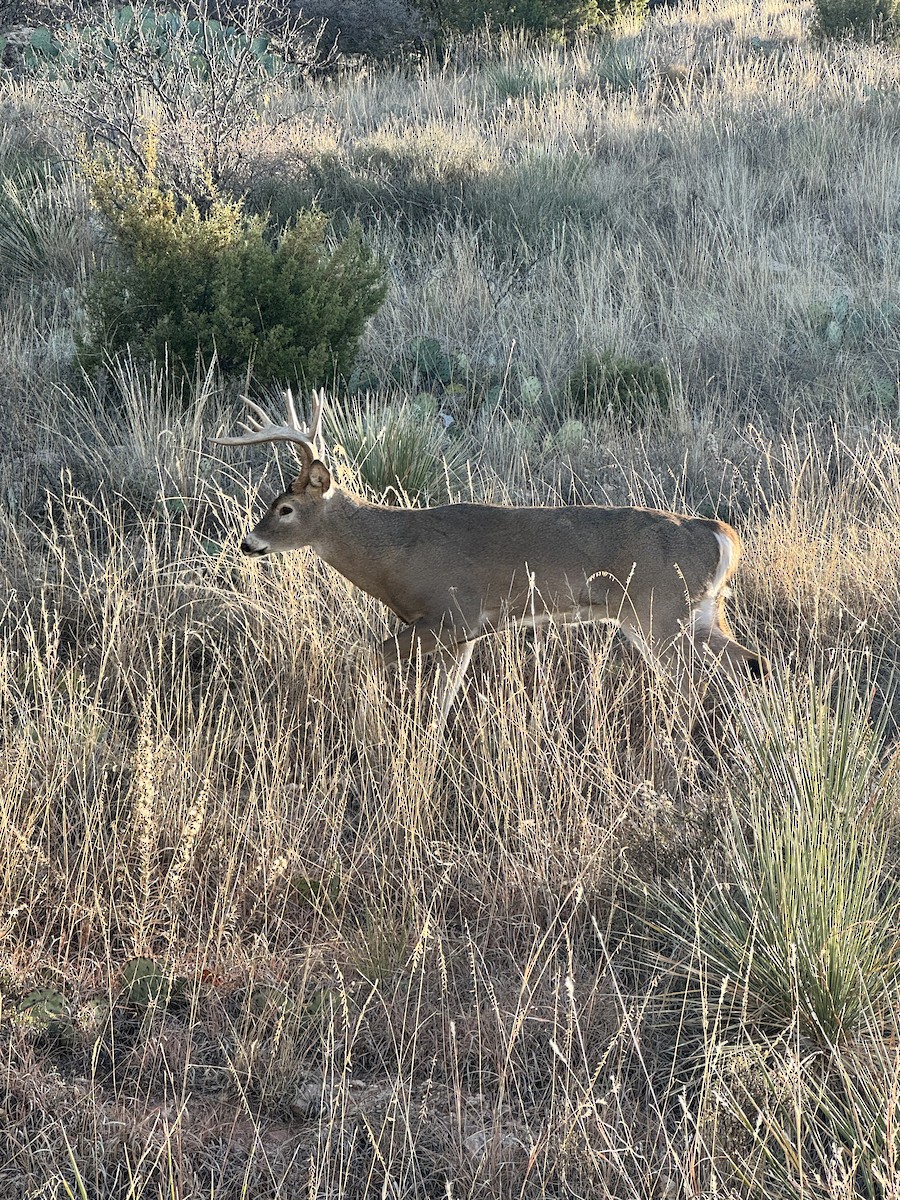 White-tailed Deer - ML645941778