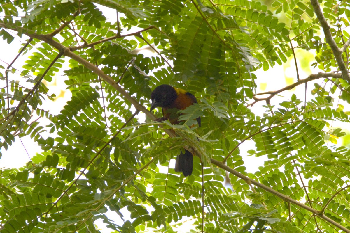 Tejedor Tricolor - ML645941804