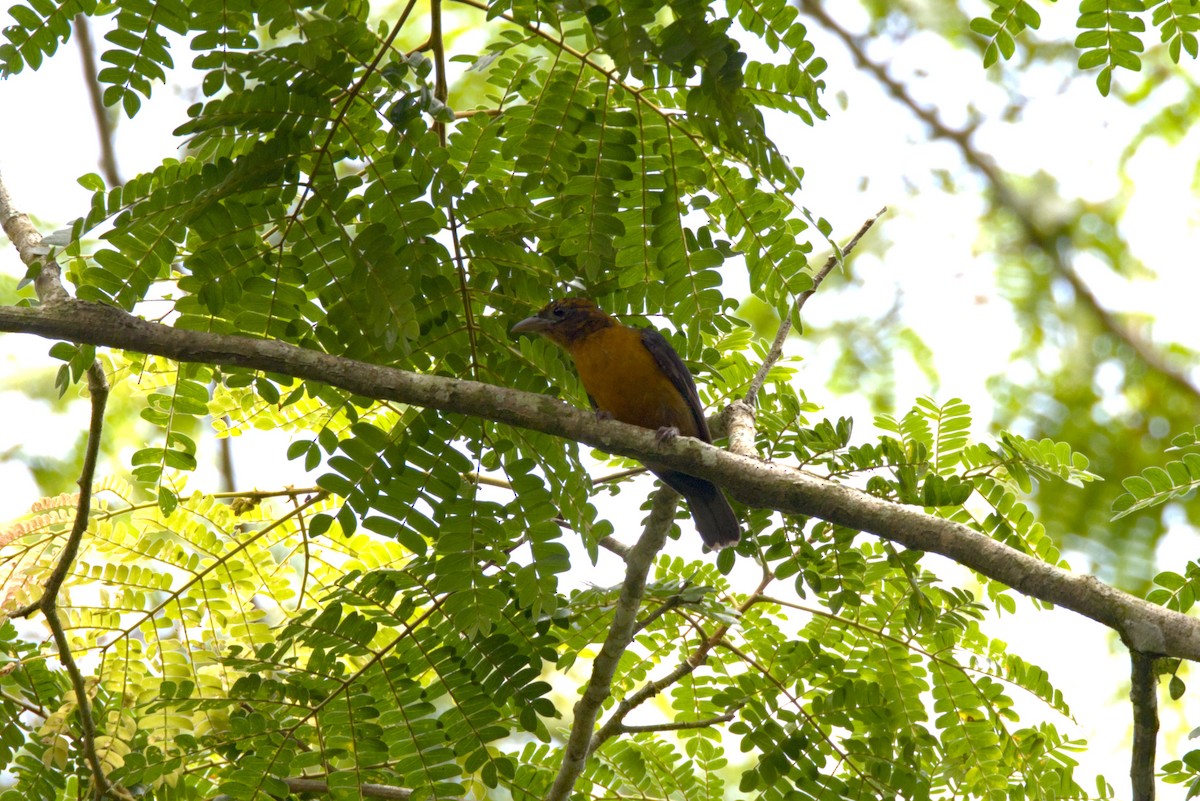 Tejedor Tricolor - ML645941805