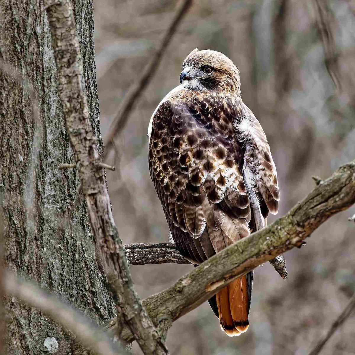 Канюк неоарктичний - ML645941807