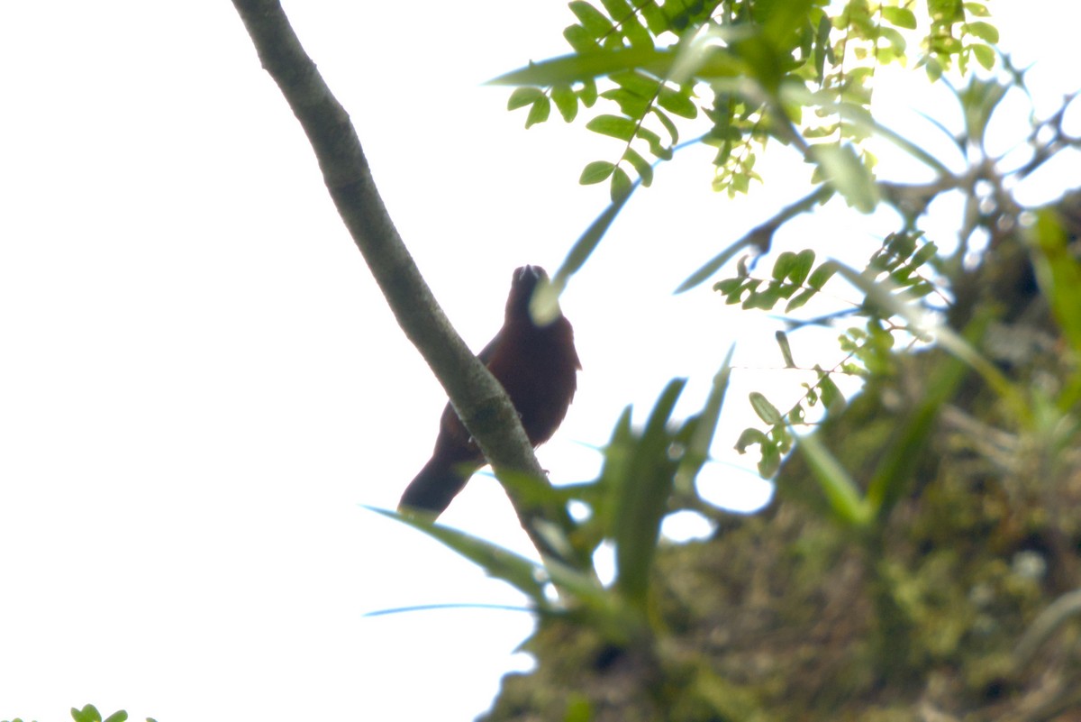 Negrita Pechirrufa - ML645941810