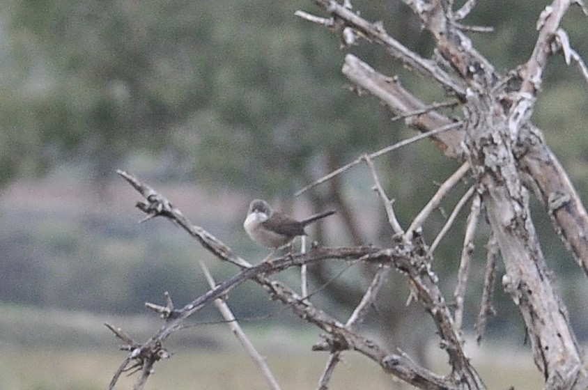 Sardinian Warbler - ML645941825