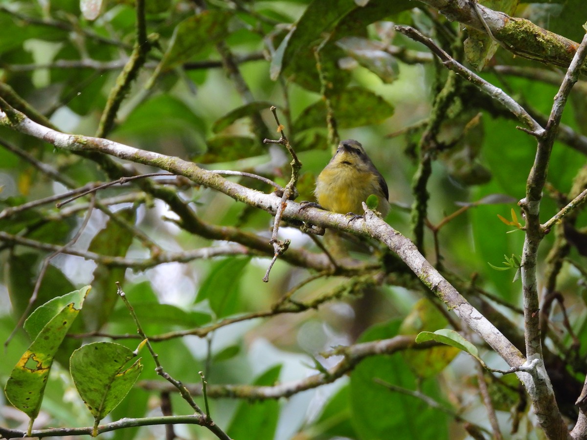 Bananaquit - ML645941832