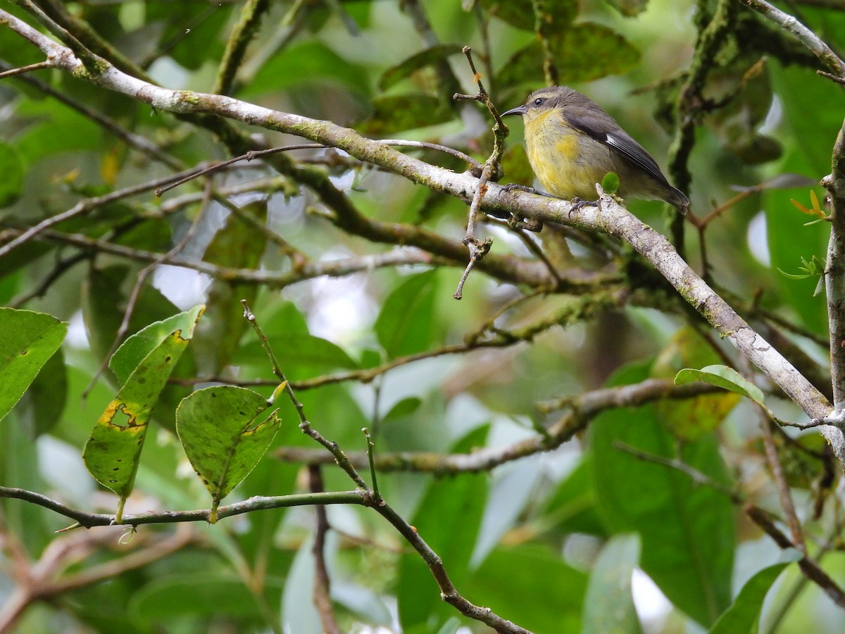 Bananaquit - ML645941833