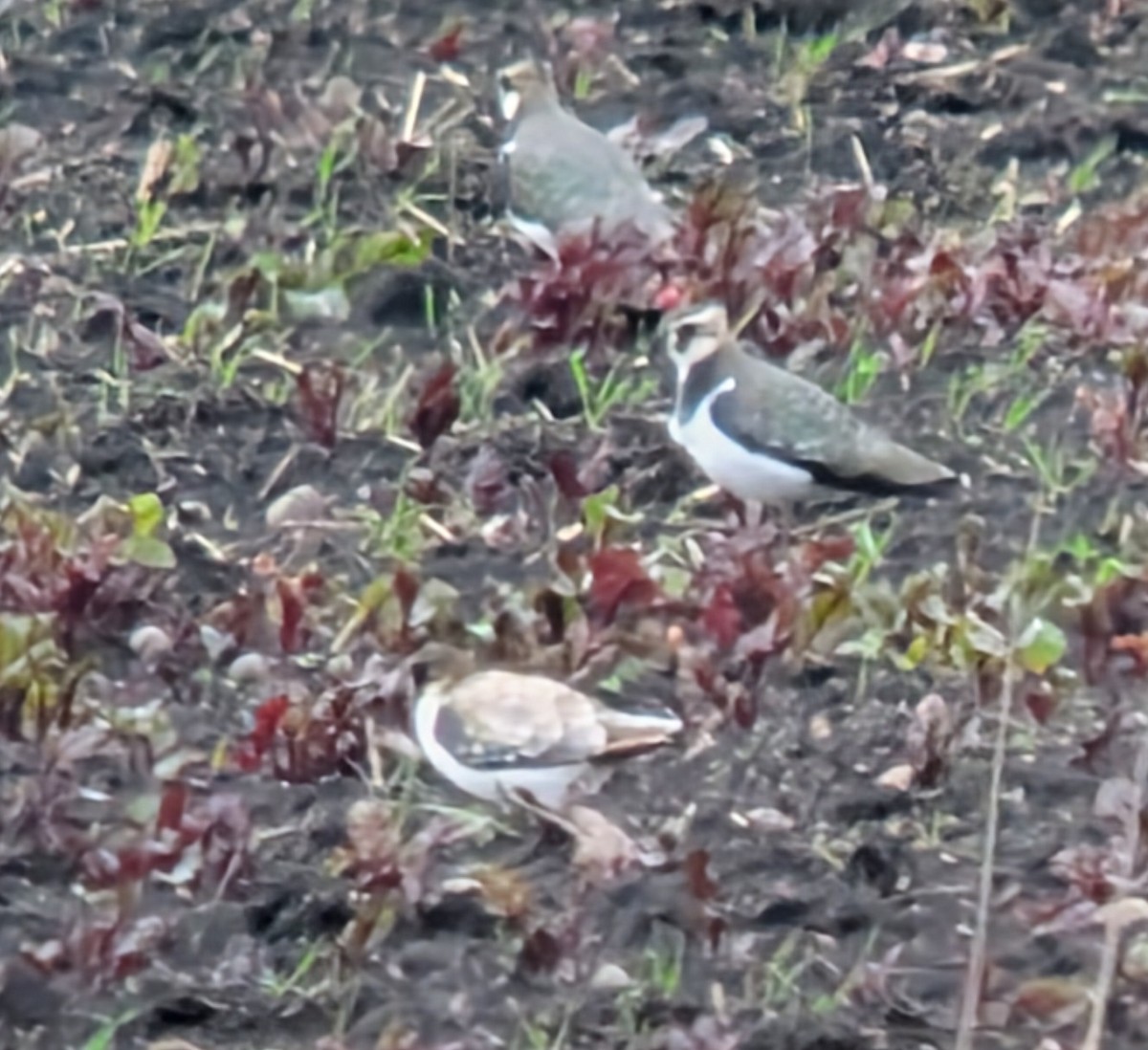 čejka chocholatá - ML645941834