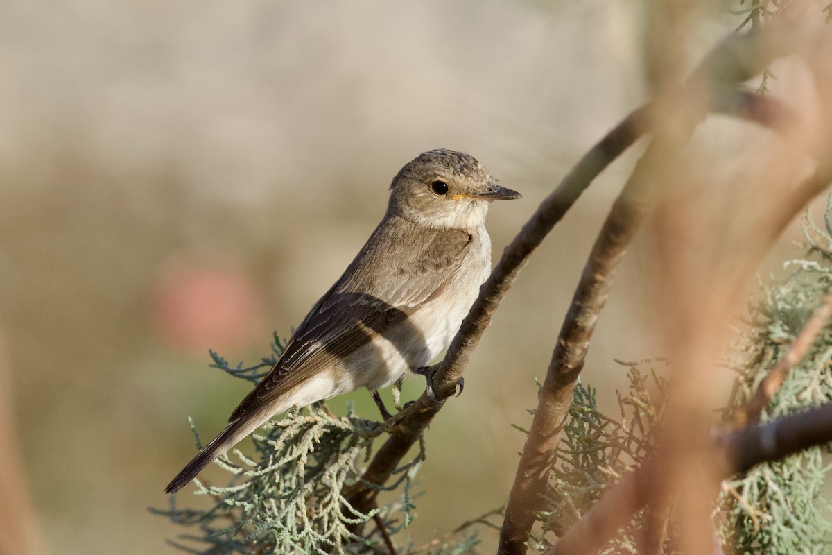 Spotted Flycatcher - ML645941848