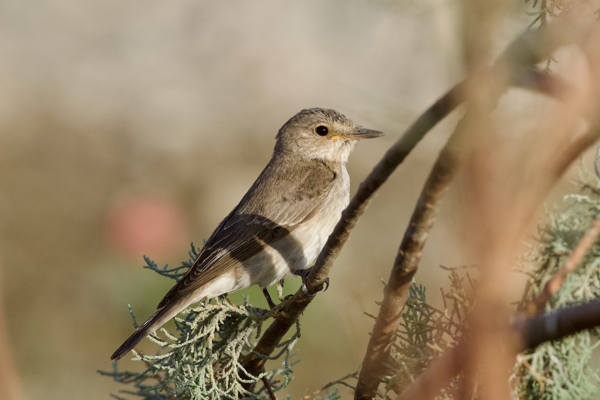 Spotted Flycatcher - ML645941851