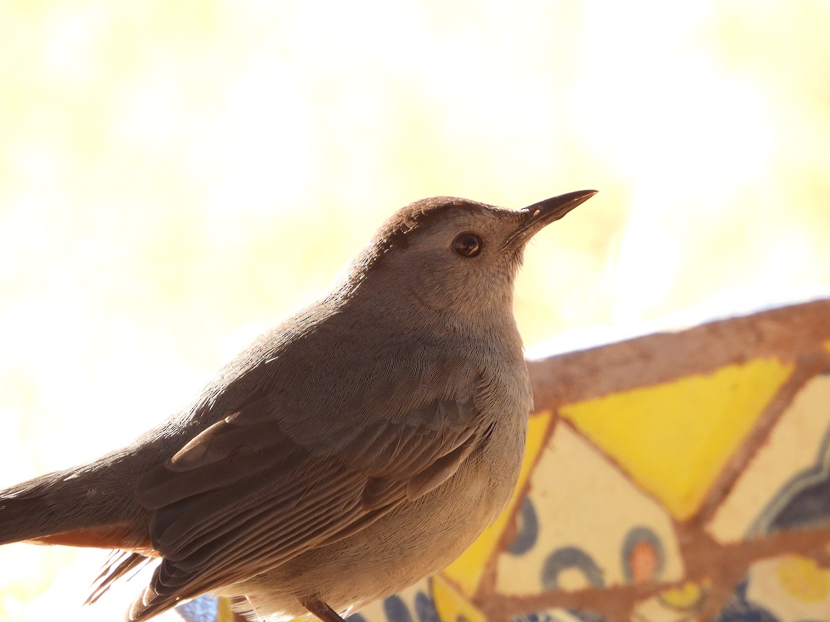 Miaulari grisa - ML645941858