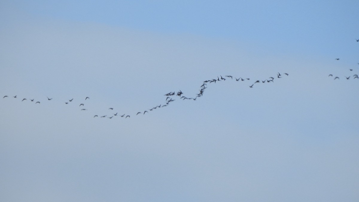 Northern Pintail - ML645941894