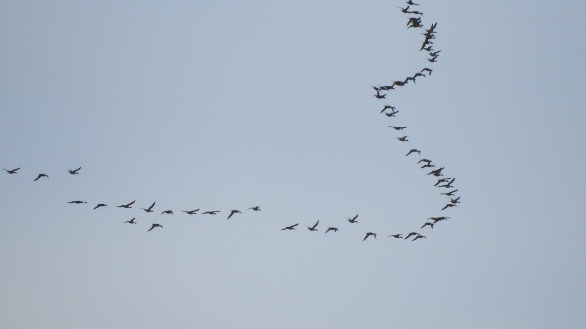 Northern Pintail - ML645941895