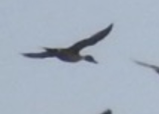 Northern Pintail - ML645941896