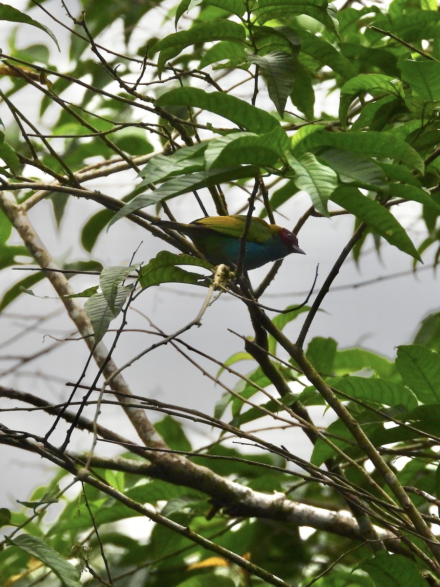 Bay-headed Tanager - ML645941903