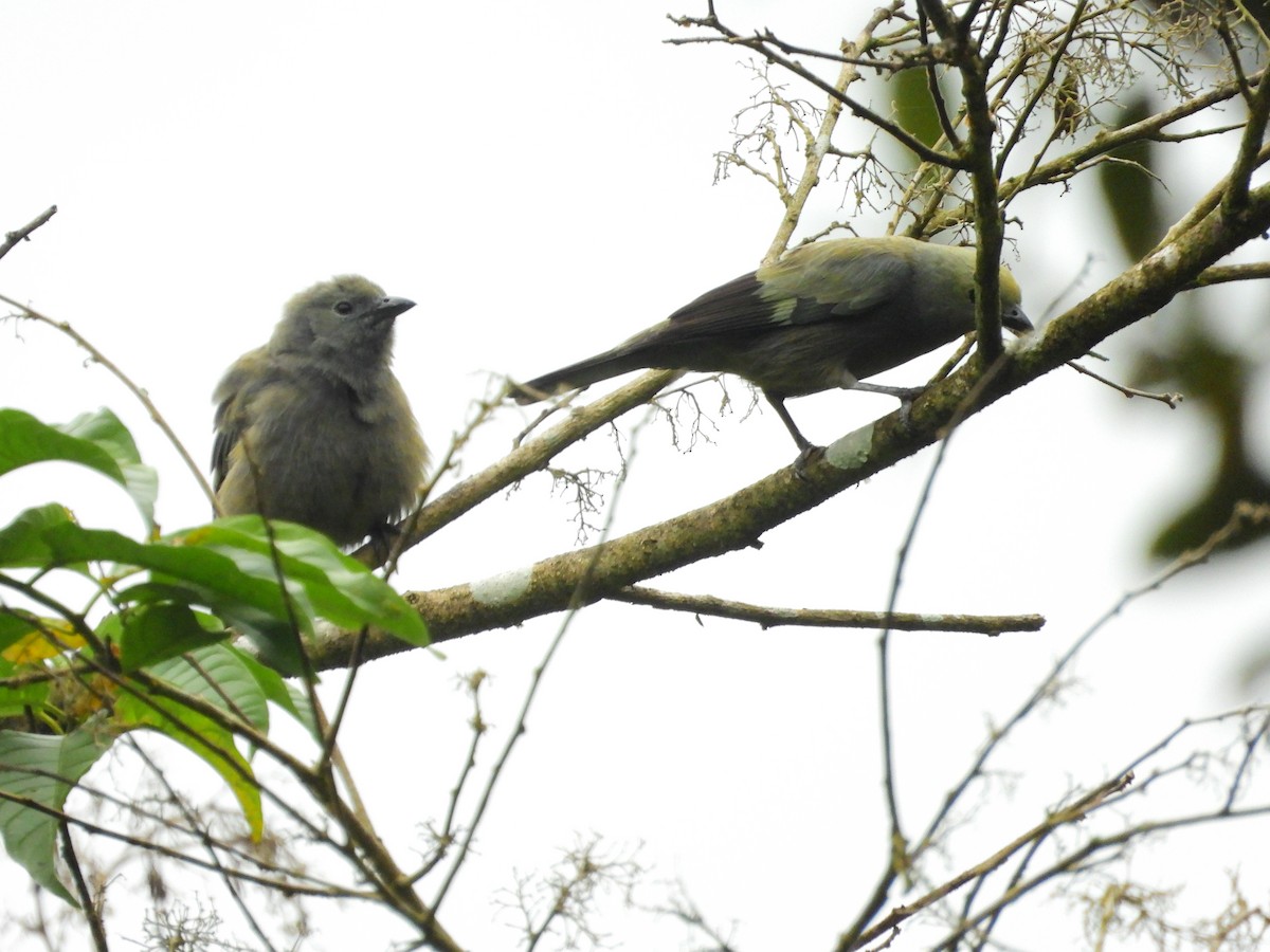 palmetanagar - ML645941904